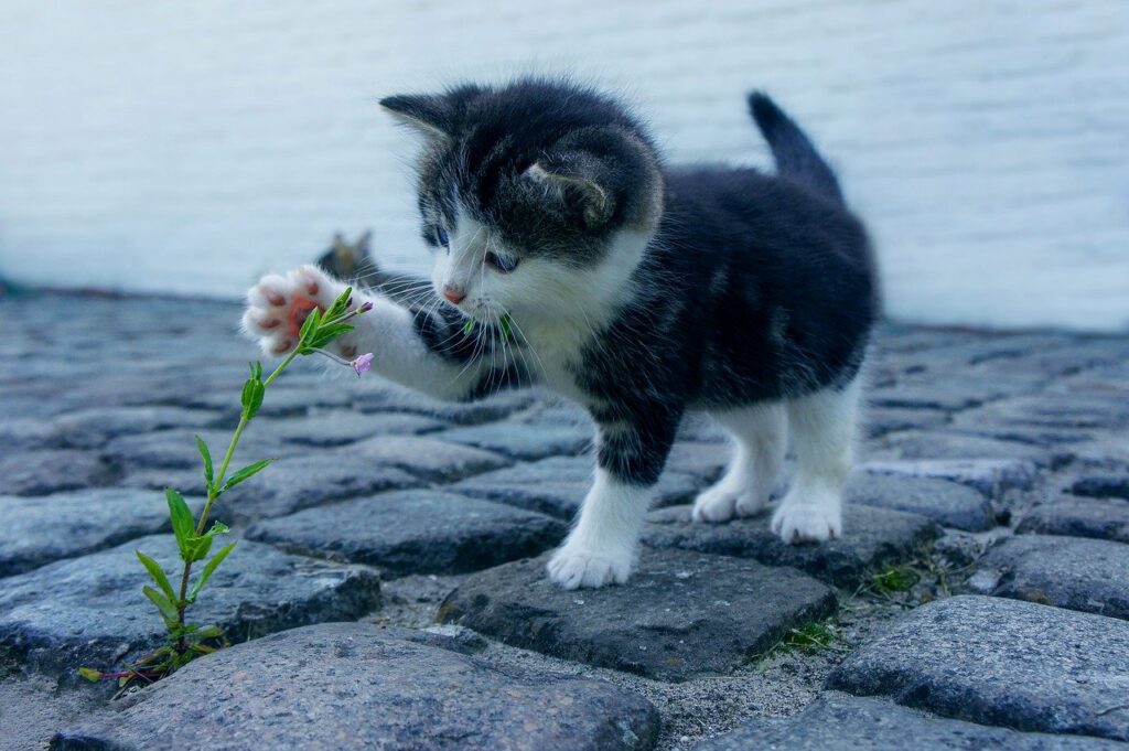 Kleine Katze im Konflikt mit einer Blume Welche Haustiere brauchen wenig Platz