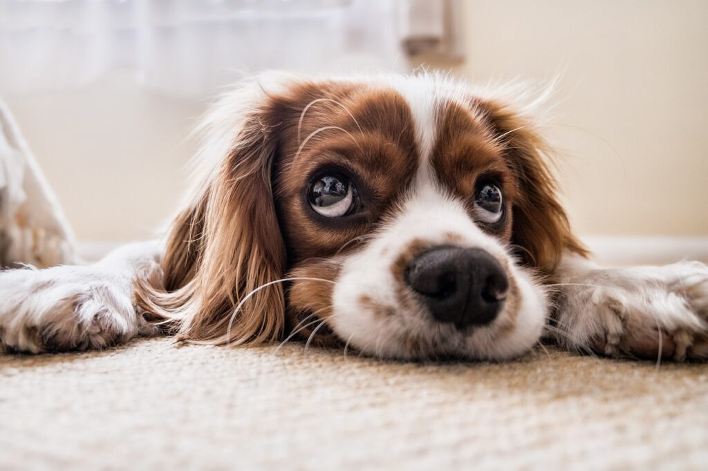 Hund im Wohnzimmer guckt verschmitzt Schäden in der Wohnung durch Haustiere – So lassen sie sich beseitigen