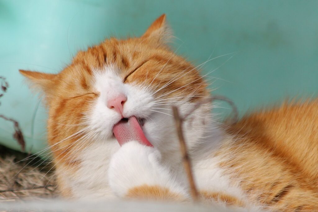 Katze schleckt sich Pfote entspannt Welche Haustiere kuscheln gerne Beste Fluffis zum lieb haben
