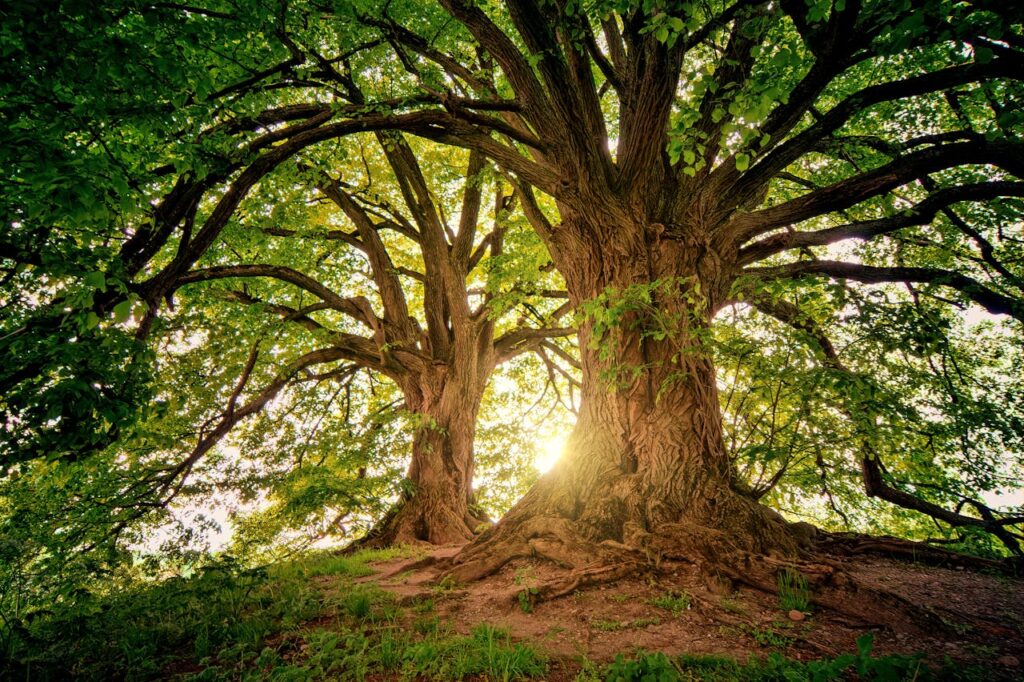zwei Bäume Wald spirituelles Licht Spirituelle Bedeutungen moderner Bestattungsformen, z. B. Baumbestattung