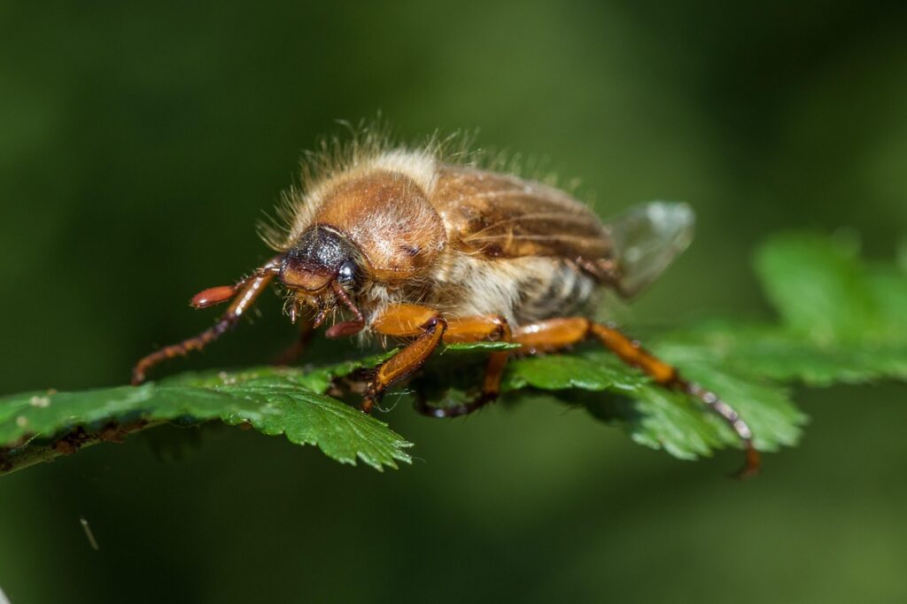 Junikäfer sitzt auf einem Ast Krafttier Junikäfer – Botschafter des Lichts und der Transformation