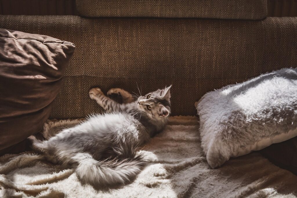 Katze auf dem Sofa Einrichtungsstil „Klassisch Modern“ – Zeitlose Eleganz trifft auf zeitgemäßen Komfort