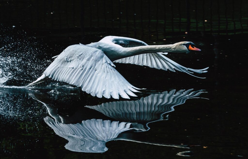 Schwan im Anflug Krafttier Schwan – Symbol für Anmut, Liebe und innere Wandlung