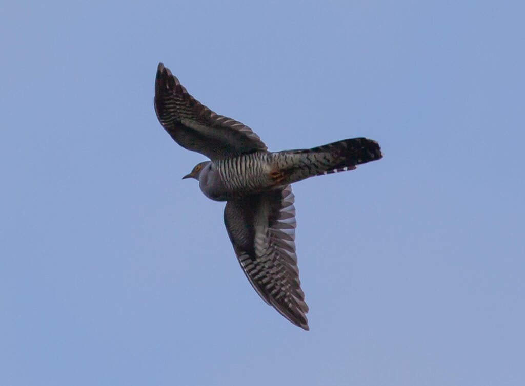 Vogel im Flug Das Krafttier Kuckuck – Bedeutung und Botschaft