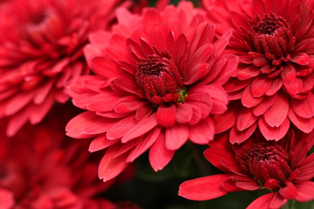 Blumen Blüte rot Spirituelle Bedeutung von Chrysanthemen – Blüten der Klarheit und Vollendung