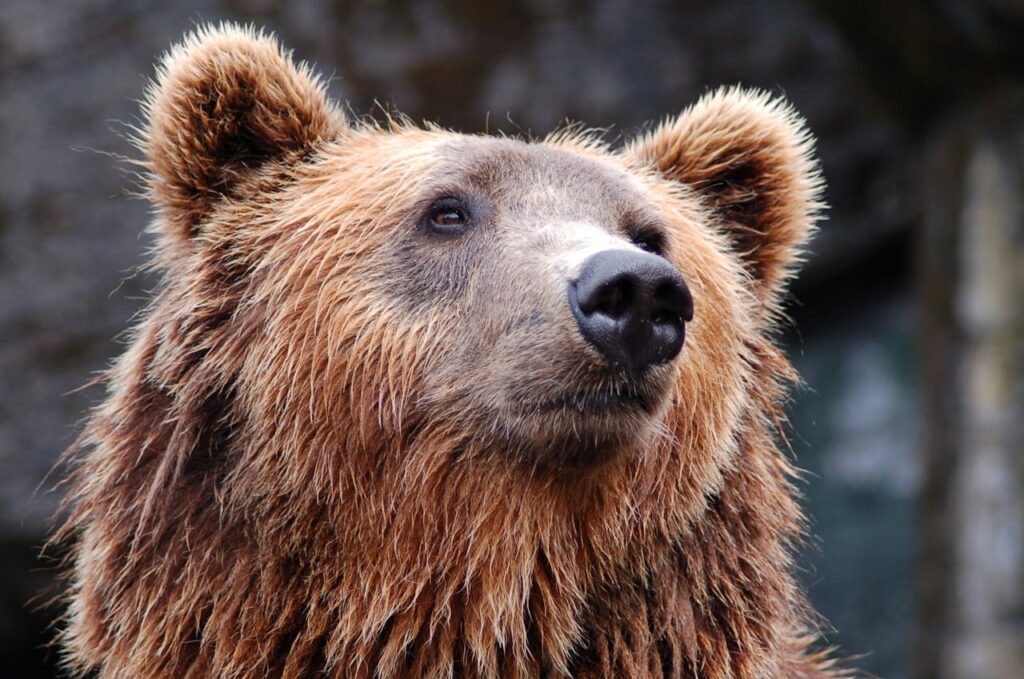 Braunbär von vorne Gesicht Krafttier Braunbär – Stärke, Rückzug und Erdung