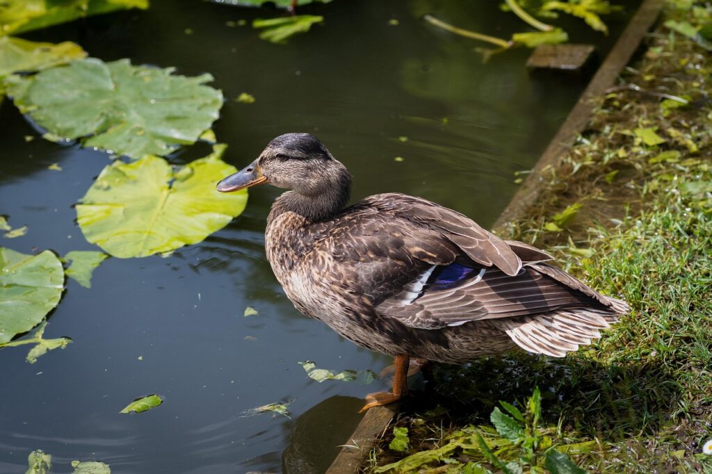 Ente entspannt sich am Wasser Die spirituelle Bedeutung der Ente – Symbol für Balance, Intuition und Leichtigkeit