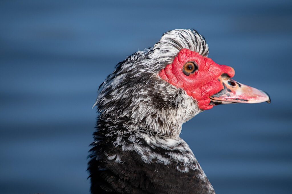 Flugente am Wasser Krafttier Flugente – was bedeutet es