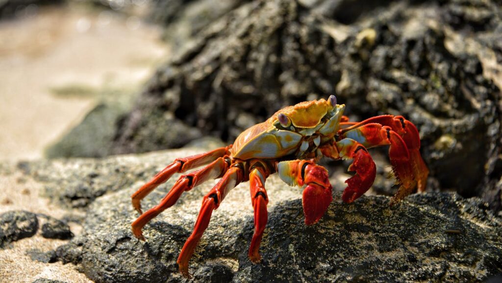 Krabbe am Strand Krafttier Krebs Wofür steht das Geistertier Krabbe