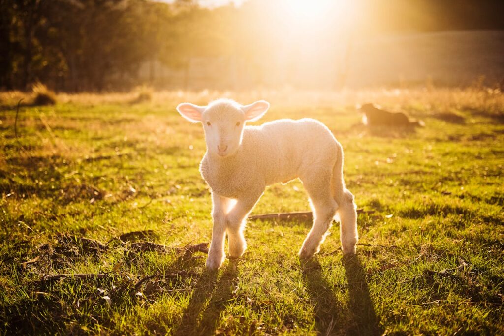 Lamm im Sonnenschein Krafttier Lamm – Sanfte Stärke und neue Anfänge