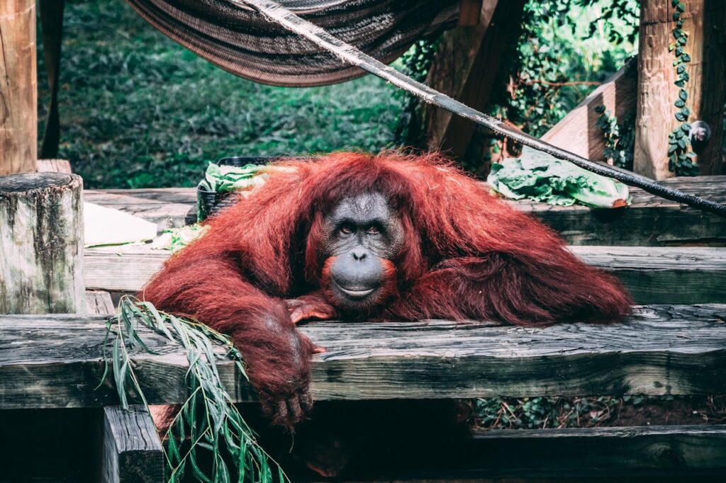 Orang-Utan erholt sich Krafttier Orang-Utan – Die stille Weisheit des Dschungels