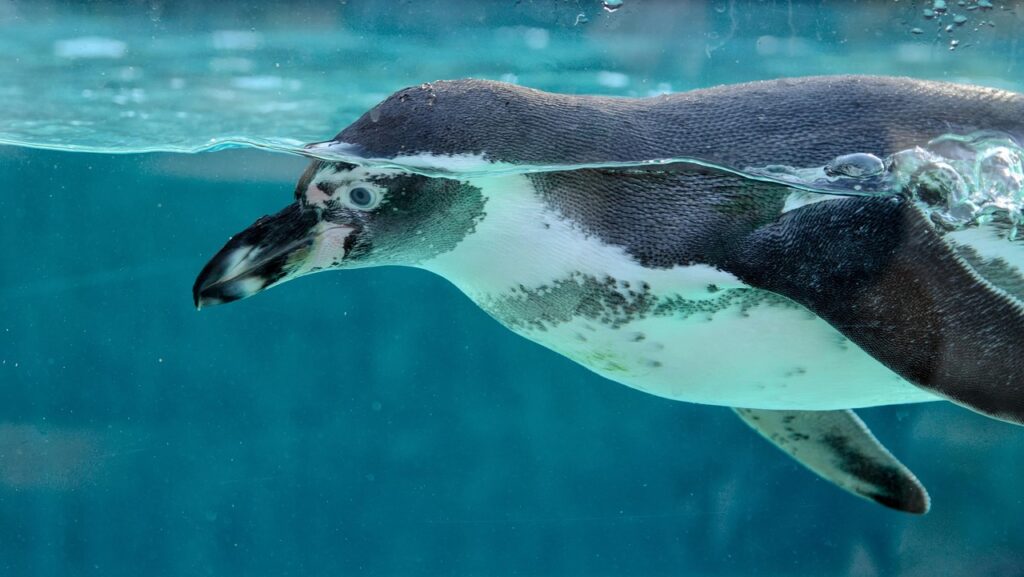 Pinguin schwimmt Krafttier Pinguin – Balance, Gemeinschaft und Anmut im Wandel