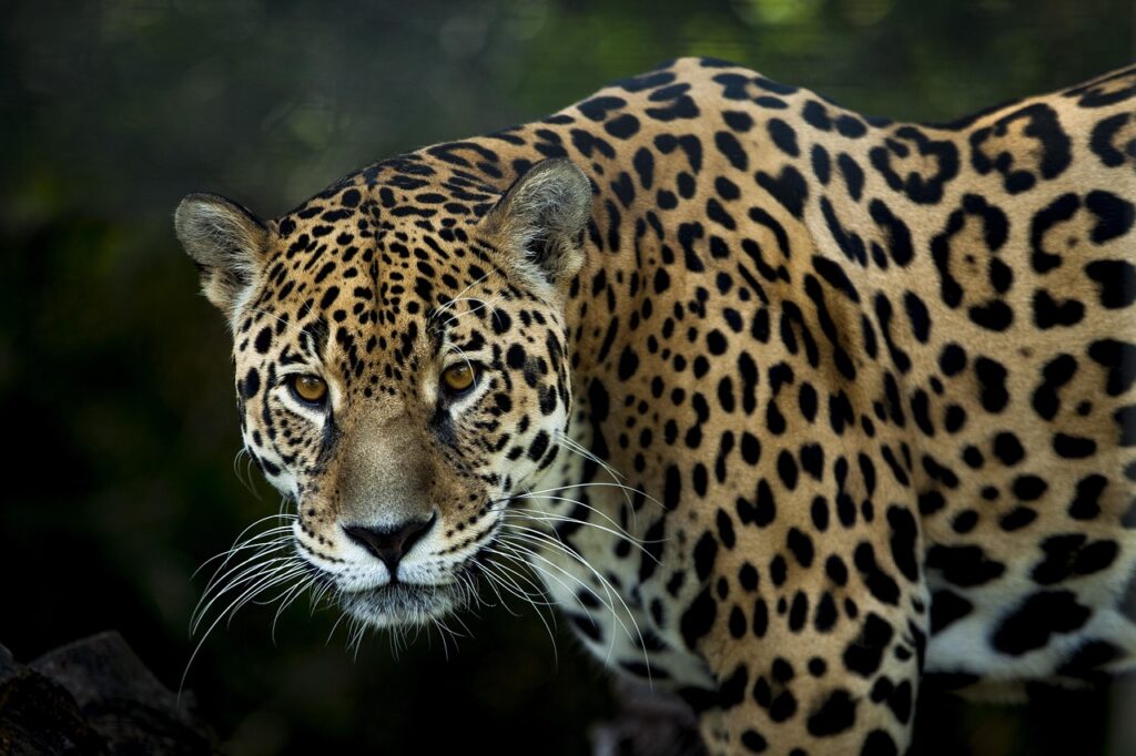 Raubkatze Nahaufnahme Krafttier Jaguar Bedeutung für Liebe und Leben