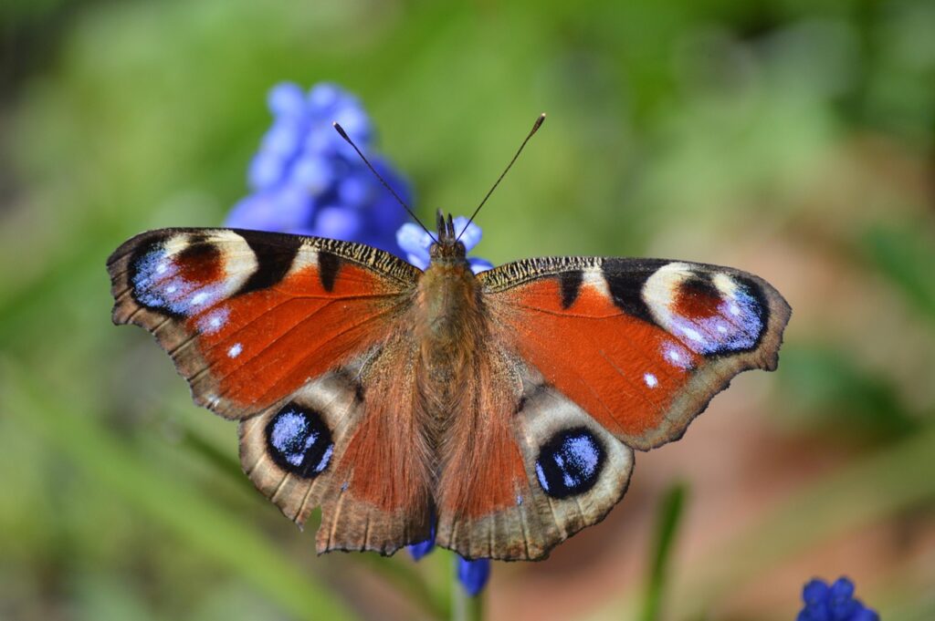 Schmetterling in der Sonne Krafttier Tagpfauenauge – Die Botschaft des inneren Erwachens