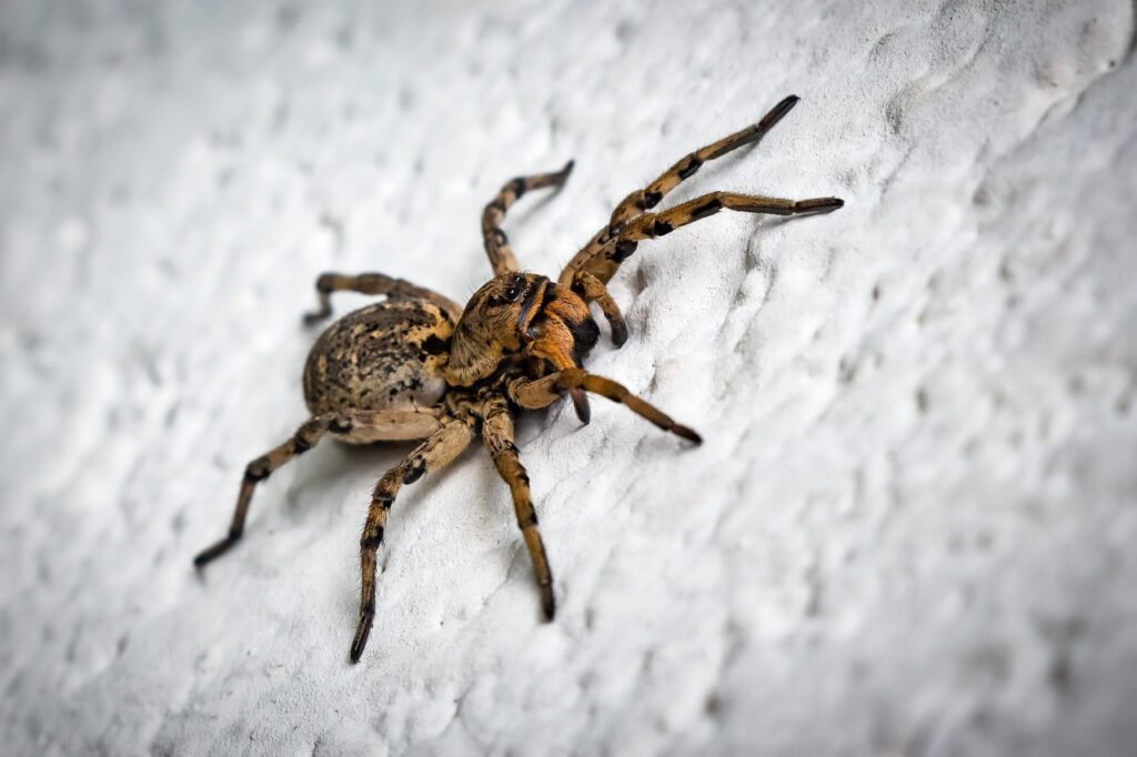 Spinne krabbelt Krafttier Nosferatu Spinne – Dunkle Weisheit und Transformation