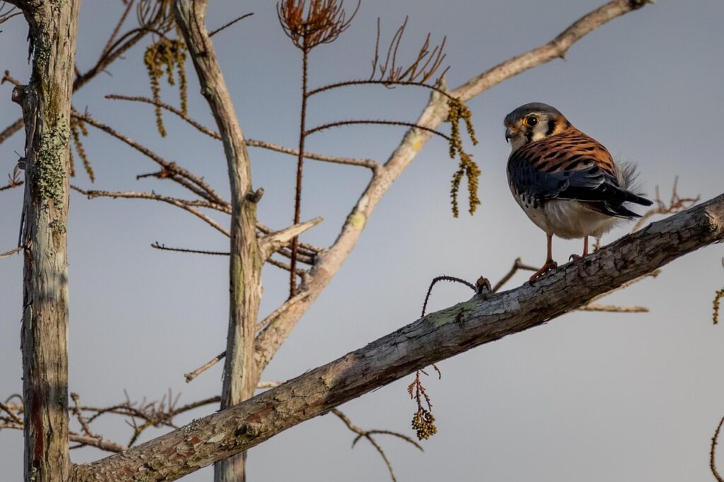 Turmfalke sitzt auf einem Ast Krafttier Turmfalke – Scharfer Blick & Leichtigkeit des Seins