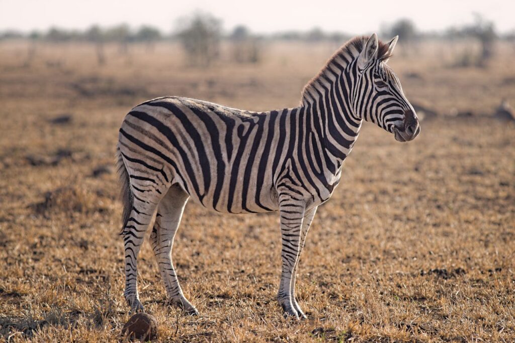 Zebra in der Steppe Krafttier Zebra – Botschafter von Einheit in der Vielfalt