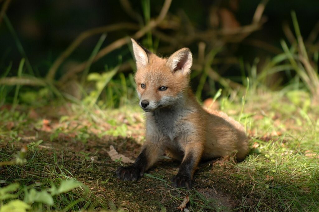 kleiner Fuchs niedlich Krafttier Fuchsbaby – Die sanfte Stimme der Intuition