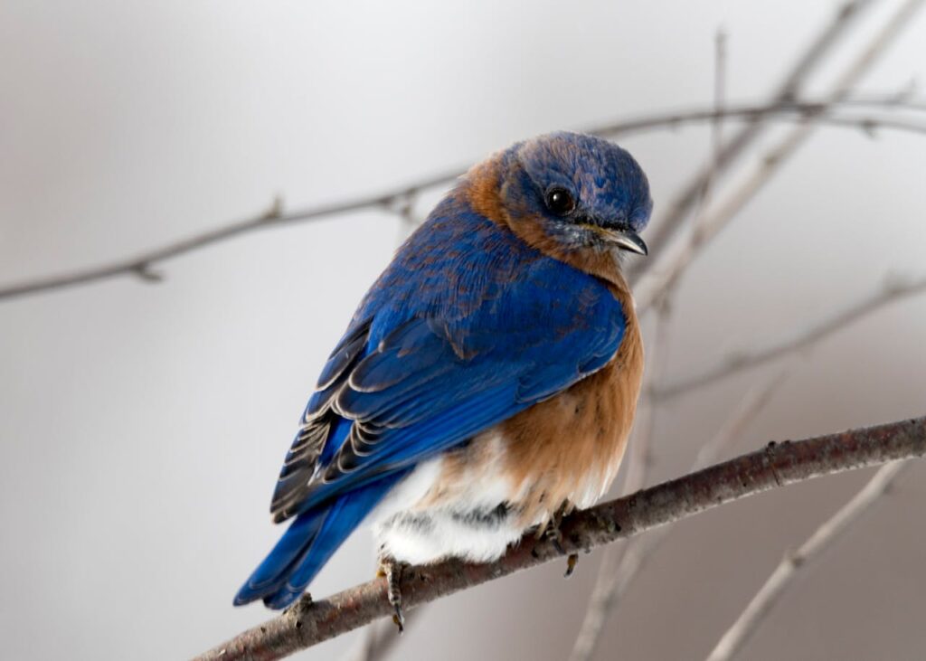 schöner Vogel sitzt auf einem Ast Krafttier Zugvogel – Symbol für Freiheit, Wandel und innere Führung