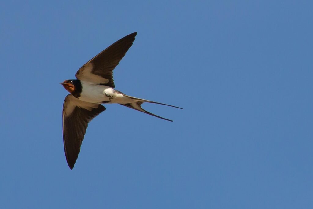 Vogel im Flug Krafttier Schwalbe – Botschafterin von Freiheit und Neubeginn