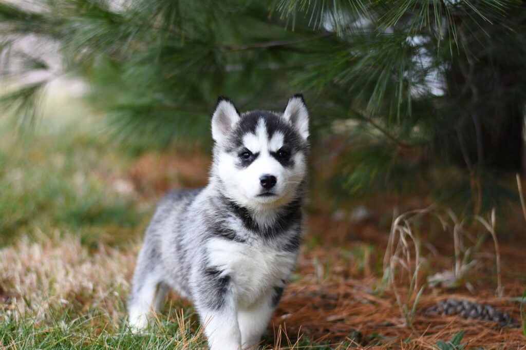 kleiner Hund niedlich Husky Welpe Krafttier Hund – Treuer Begleiter für Geist und Seele